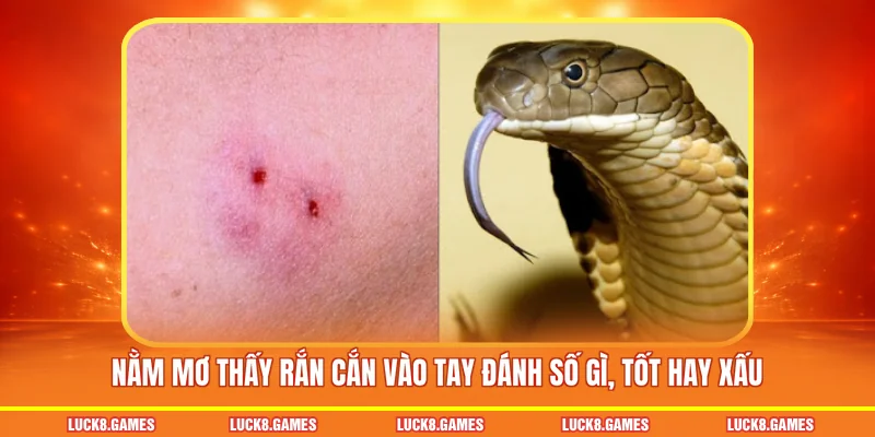 Nằm mơ thấy rắn cắn vào tay đánh số gì, tốt hay xấu